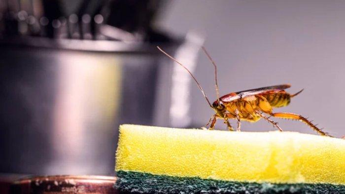 Ilustrasi kecoa di dapur yang bisa kamu usir pakai bahan alami termasuk lemon dan kemangi.