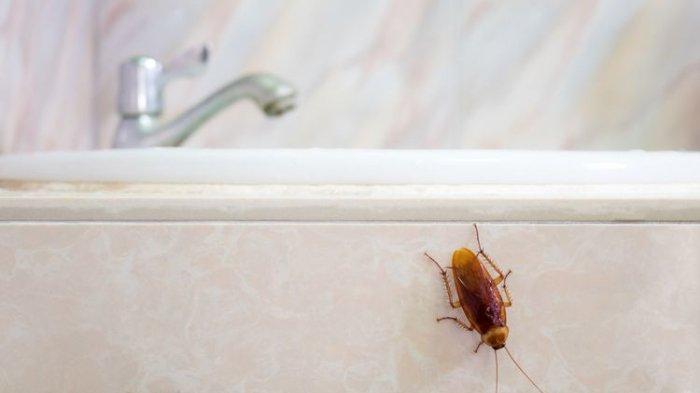 Ilustrasi kecoa di kamar mandi, kamu bisa gunakan spray khusus untuk membasminya.
