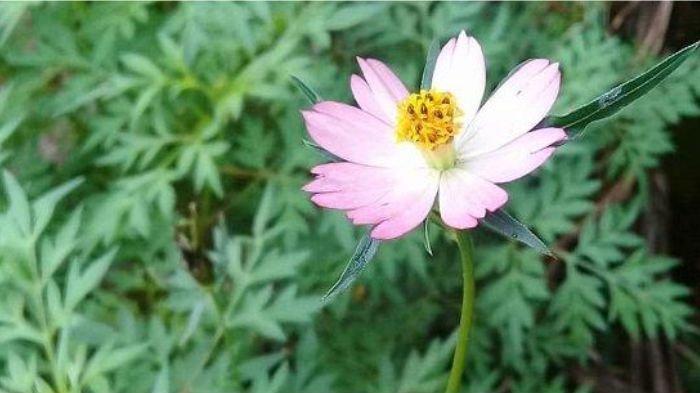 Ilustrasi tanaman kenikir yang dapat pula dimanfaatkan untuk menambah keindahan rumah