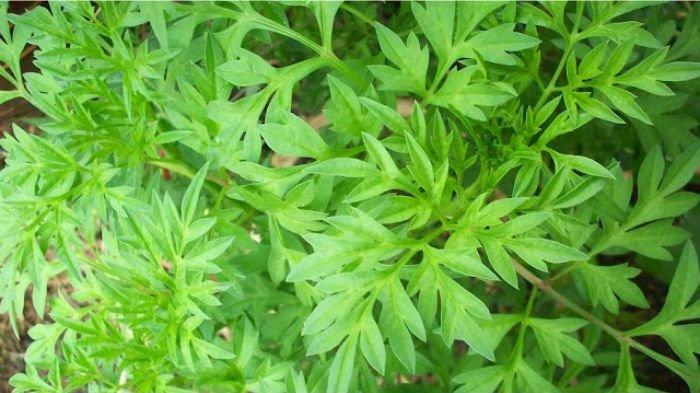 Ilustrasi daun dari tanaman kenikir