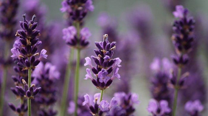 Bunga lavender termasuk bunga dengan aroma yang kuat dan mampu menyebar.