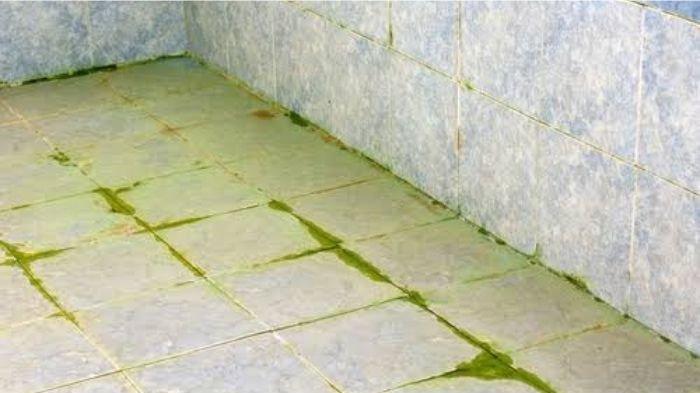 Awas Bikin Licin, Ini 5 Cara Ampuh Menghilangkan Lumut di Sela Keramik Kamar Mandi