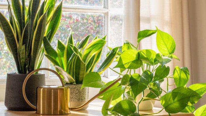 Ilustrasi meletakkan tanaman di area jendela dengan sirkulasi udara lancar.