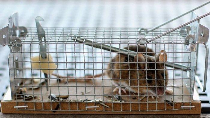 Ilustrasi tikus yang bisa kamu usir dengan alat ultrasonik.