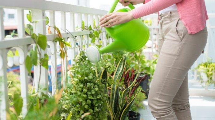 Nyatanya air cucian beras bisa membantu menyuburkan tanaman.