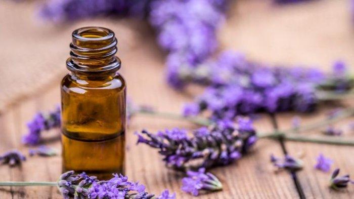 Minyak lavander bisa menjadi bahan alami untuk menghilangkan kutu rambut.