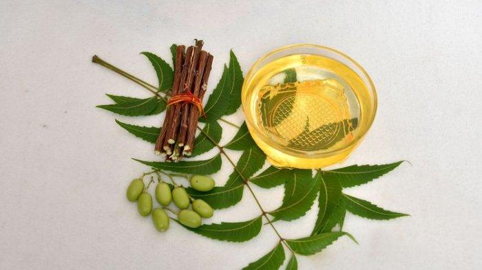 Ilustrasi minyak nimba untuk bantu usir keberadaan ulat bulu.