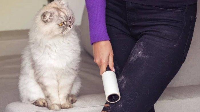 Ilustrasi penggunaan roller khusus untuk mengangkat bulu kucing yang menempel di permukaan pakaian.