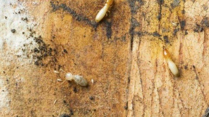 Ilustrasi rayap yang menyerang furnitur kayu, tampilan dan kualitasnya bisa rusak jika dibiarkan begitu saja.
