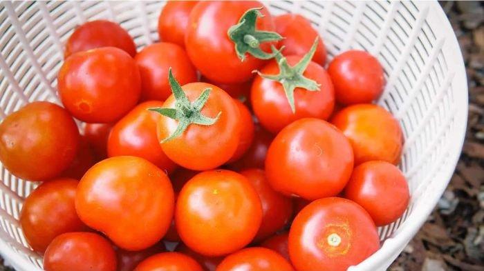 Tomat kaya akan vitamin yang dipercaya dapat membantu mengurangi hipertensi.