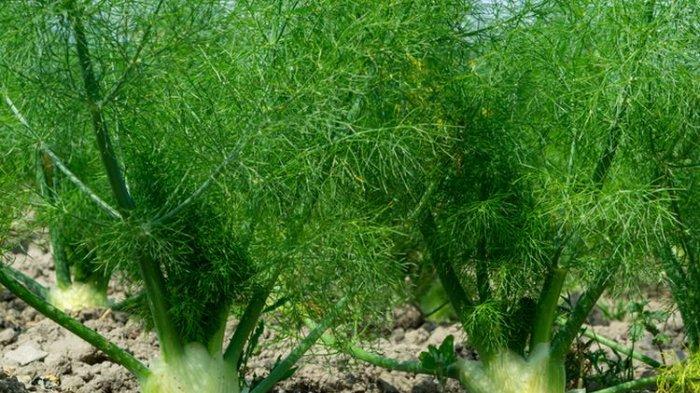 Ilustrasi tanaman adas yang punya aroma khas dan banyak manfaat.