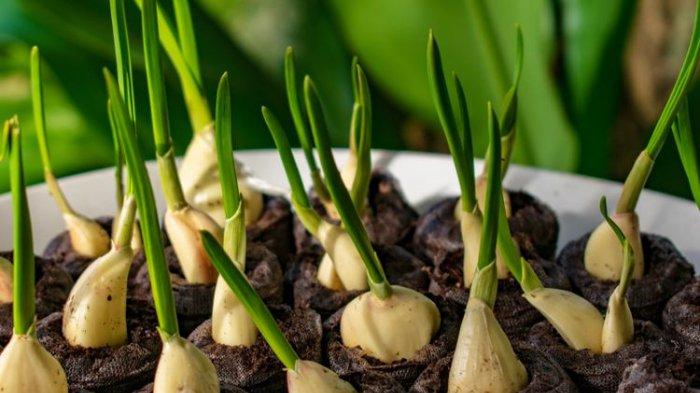 Ilustrasi menanam bawang putih di area rumah untuk sekalian mengusir nyamuk