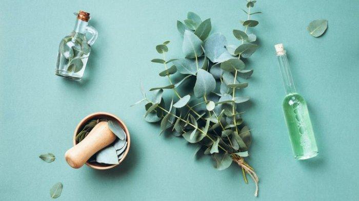 Ilustrasi minyak dan tanaman eucalyptus yang memiliki aroma kuat dan dibenci kecoa, bisa kamu manfaatkan untuk mengusir dan basmi serangga satu ini