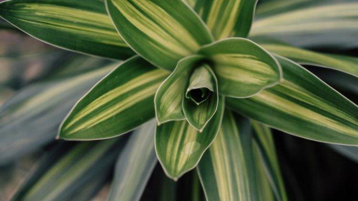 Ilustrasi tanaman dracaena.