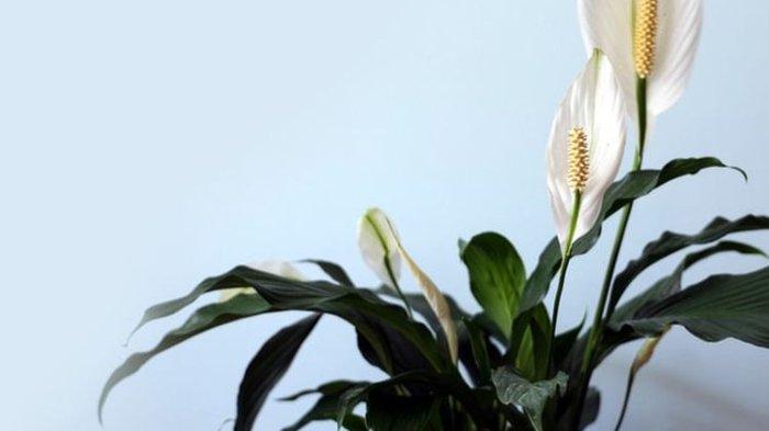 Ilustrasi tanaman peace lily untuk bantu serap polusi.