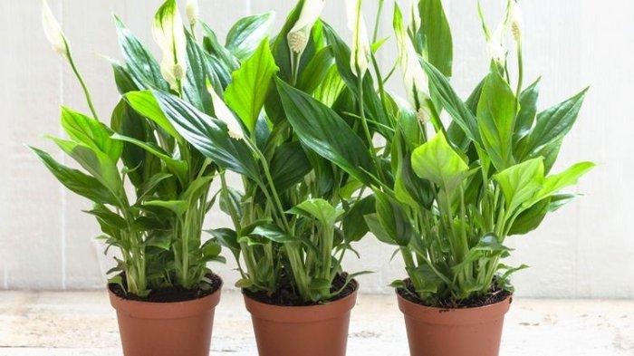 Ilustrasi tanaman peace lily yang bisa menjadi solusi mudah untuk melembapkan udara ruangan secara alami berkat proses transpirasinya.