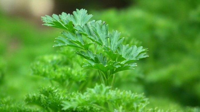 Ilustrasi tanaman peterseli, bukan hanya untuk masak tapi punya banyak manfaat.