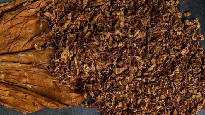 Ilustrasi daun tembakau kering yang bisa kamu manfaatkan untuk mengusir cicak.