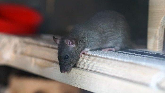 Bau kencing tikus biasanya sangat menyengat dan menyebar ke berbagai sisi rumah, atasi segera sebelum makin parah.
