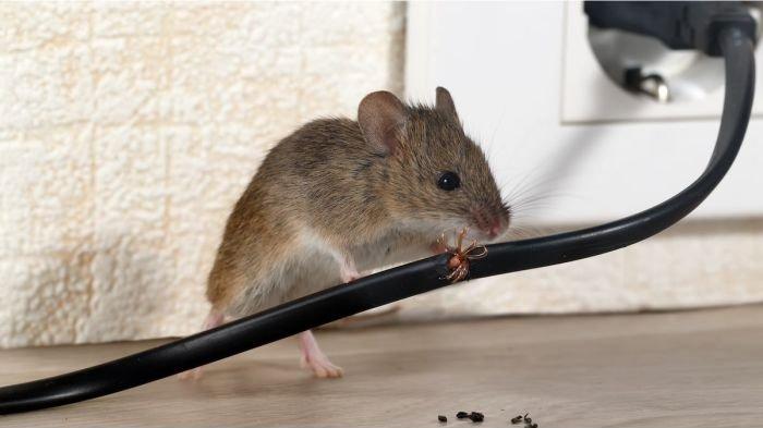 Ilustrasi Tikus Sedang Menggerogoti Kabel