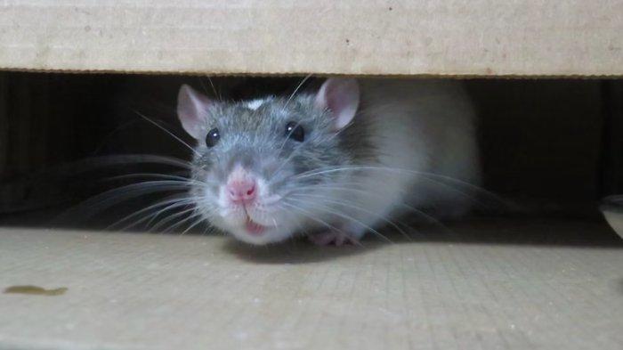 Ilustrasi tikus yang berada di area sekitar rumah, bisa diatasi dengan berbagai cara.