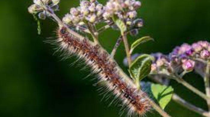 Ilustrasi ulat bulu yang keberadaannya bisa kamu usir dengan berbagai cara, salah satunya menggunakan semprotan air.