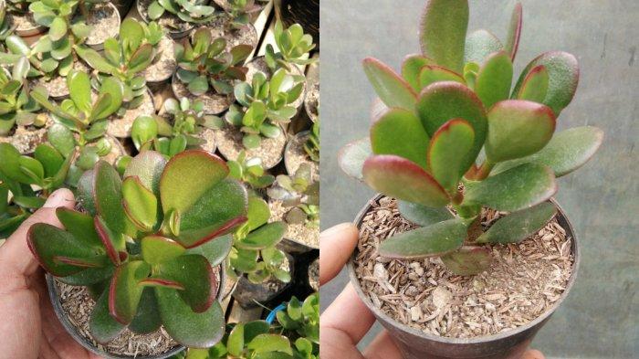 JADE PLANT CRASSULA OVATA TANAMAN GIOK