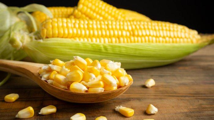 jagung bisa menjadi alternatif makanan pengganti nasi yang menyehatkan.