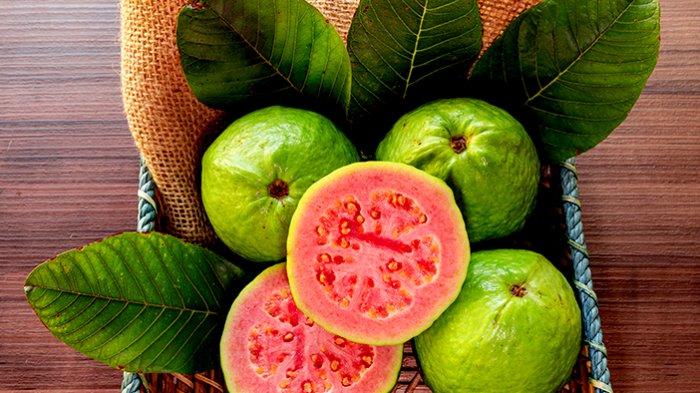 Manfaat jambu biji untuk meningkatkan trombosit.