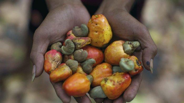 Buah jambu monyet.