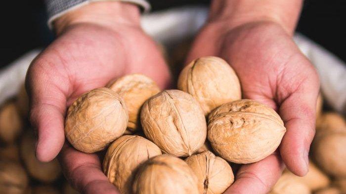 kacang kenari memiliki banyak manfaat untuk kesehatan