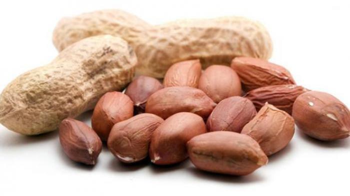 Ilustrasi kacang yang kaya akan lemak dan protein, bisa dimanfaatkan sebagai umpan alami bagi tikus.