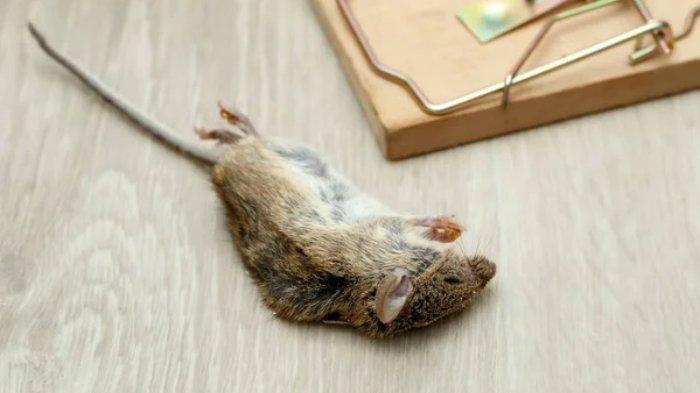Kadang bangkai tikus yang tidak segera dibuang bisa menimbulkan bau bangkai busuk dan mengganggu kenyamanan.