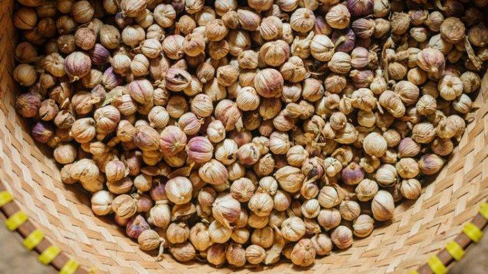 Kapulaga bisa jadi salah satu bahan alami mengatasi bau mulut.