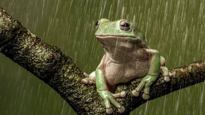 Salah satu hewan yang muncul saat hujan adalah katak