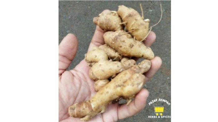 Kencur bisa kamu manfaatkan untuk mengobati masuk angin.