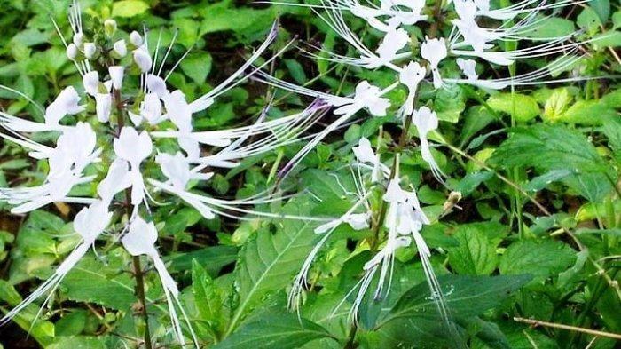 Kumis kucing ternyata memiliki banyak manfaat untuk tubuh.