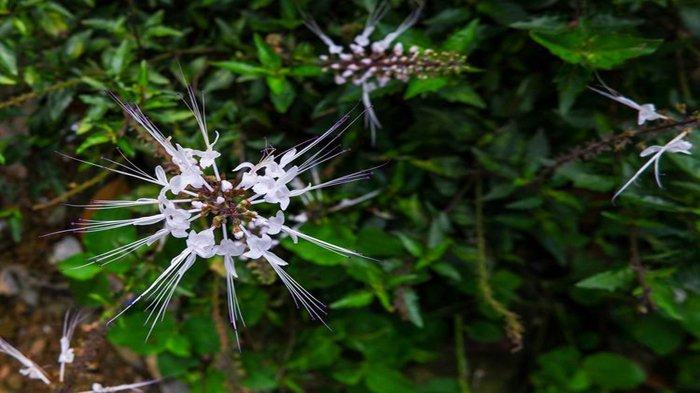 Ilustrasi - Manfaat Kumis Kucing