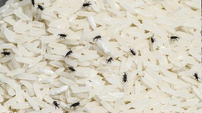 Apalagi jika kamu salah satu anak kos yang sering menimbun beras dana kurun waktu lama sangat menjadi hal yang wajar jika beras akan mengalami kutu dan biasanya akan segera dibuang.