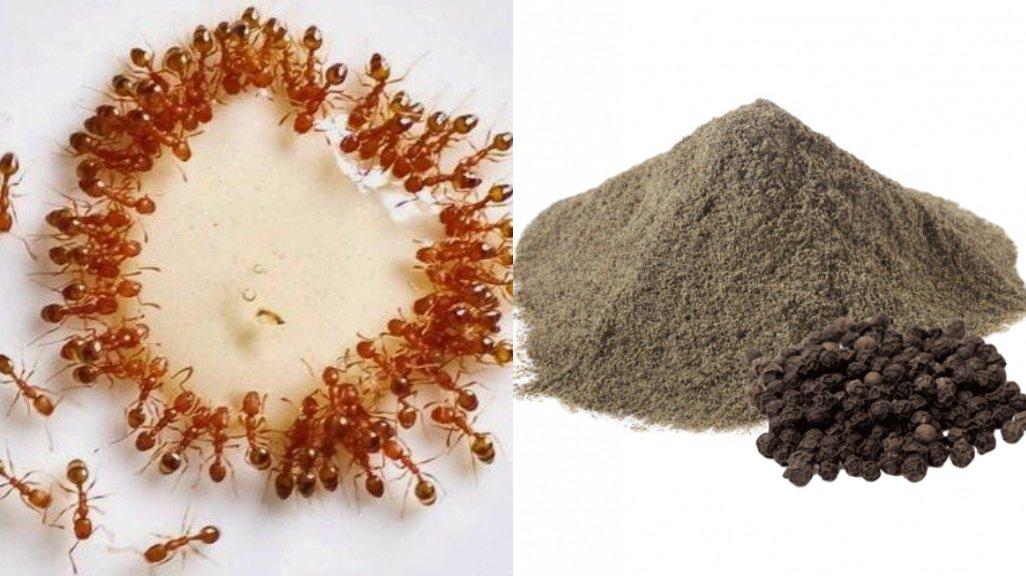Gak perlu semprotan kimia, bahan dapur ini ampuh halau hama.