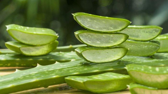 Aloe vera bisa menjadi bahan alami yang dapat kamu manfaatkan untuk menyuburkan rambut.