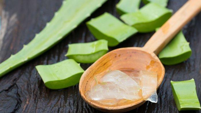 Gel lidah buaya juga bisa menjadi alternatif bahan alami untuk menghitamkan rambut.