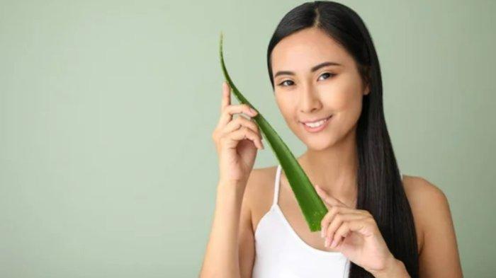 Lidah buaya punya banyak khasiat, salah satunya bisa jadi bahan alami menebalkan alis.