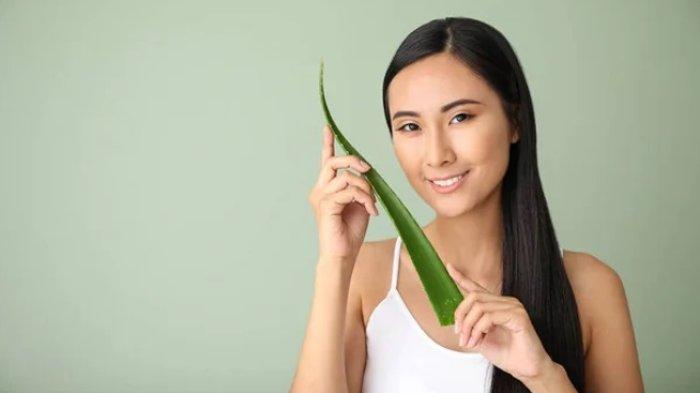 Lidah buaya punya banyak khasiat untuk rambut.