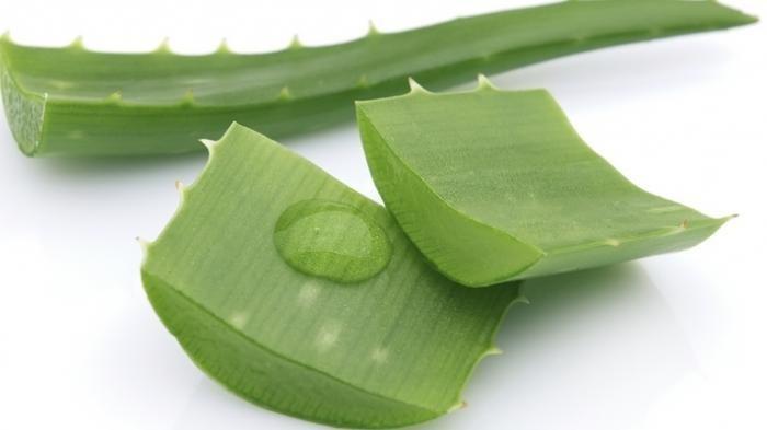 Lidah buaya bisa menjadi bahan alami yang cocok untuk mengatasi kulit kaki yang mudah pecah-pecah.
