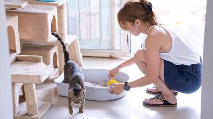 Bersihkan litter box untuk menghindari bau hewa peliharaan