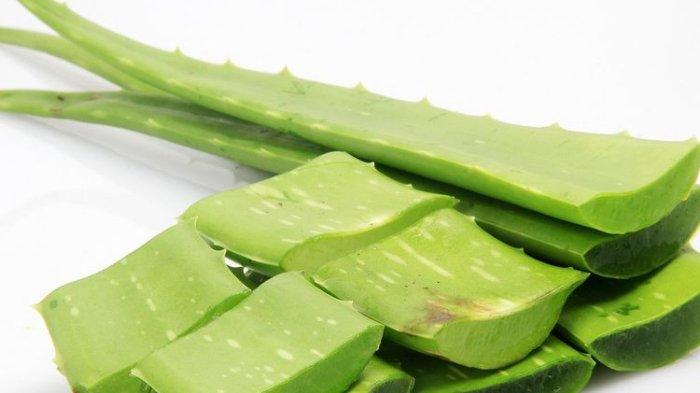 Manfaat lidah buaya untuk mencerahkan kulit bagian leher.
