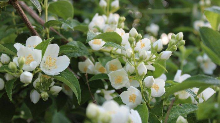 Melati bisa digunakan untuk menghilangkan bau apek pada lemari