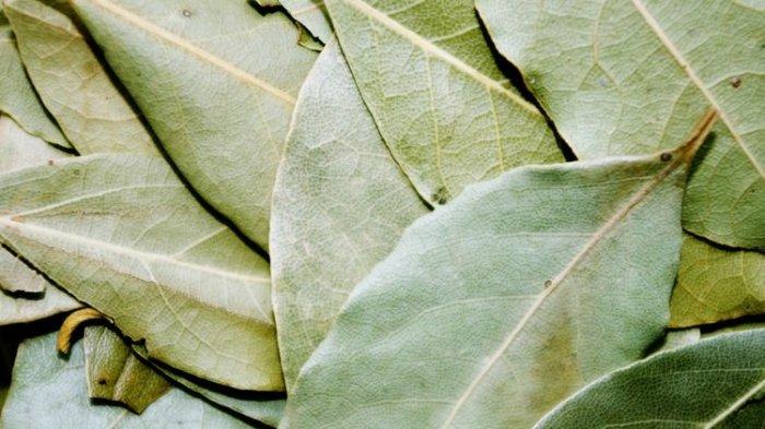 Daun salam bisa bantu atasi masalah kecoa di bawah wastafel dengan dijadikan bahan semprot.