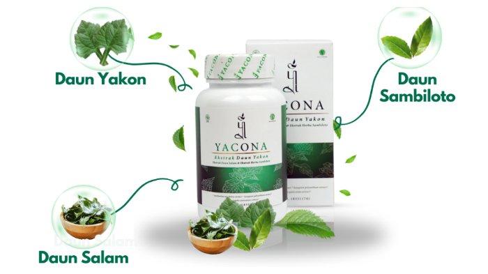 Yacona Herbal Ampuh Turunkan Darah Tinggi